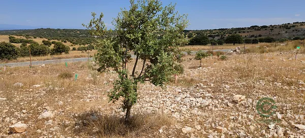 Finca rústica de 11 ha en venta en Soria