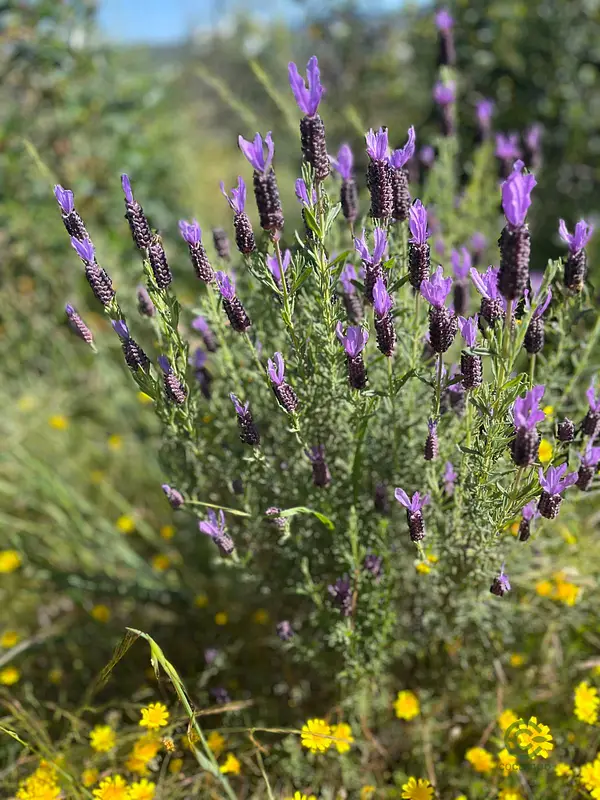 Finca rústica de 5,4 ha en venta en Soria