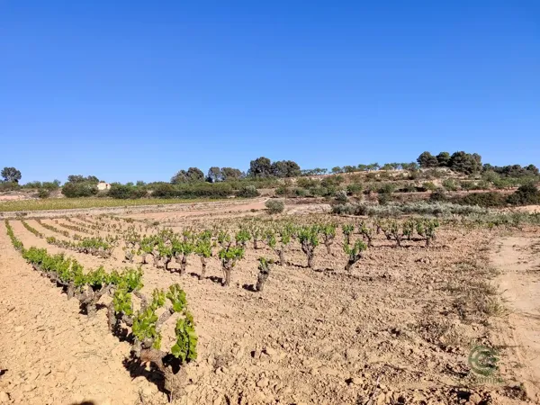 Finca agrícola de 7 ha en venta en Tarragona