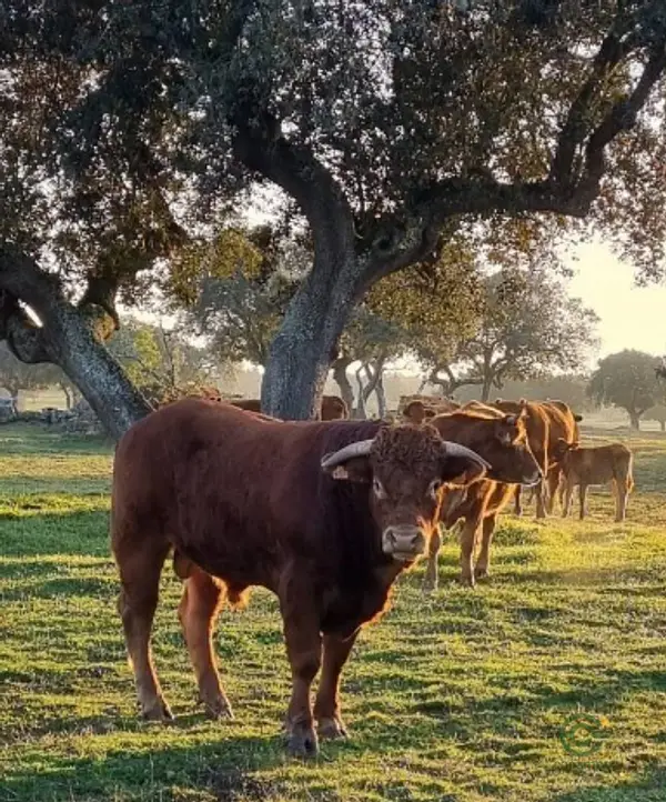 Finca rústica de 550 ha en venta en Zamora