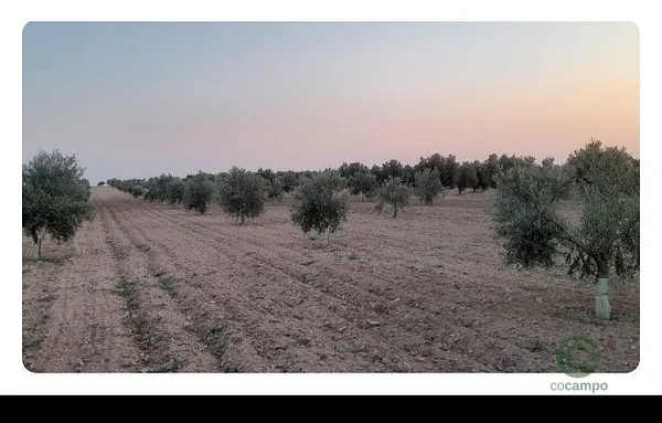 Finca agrícola de 0,64 ha en venta en Toledo
