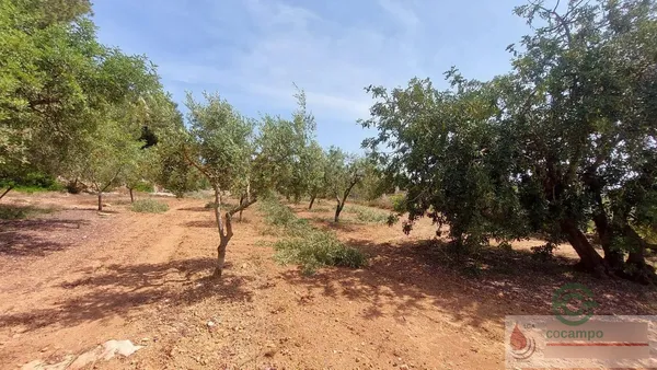 Finca agrícola de 1,8826 ha en venta en El vendrell, Tarragona