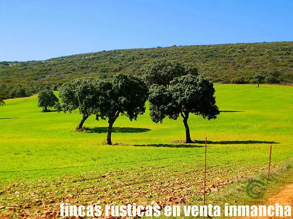 Finca rústica de 255 ha en venta en Ciudad real
