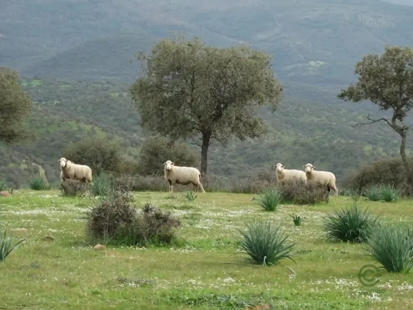 Finca rústica de 192 ha en venta en Ciudad real