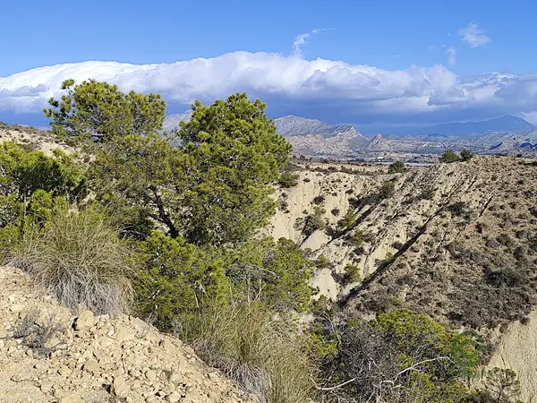 Finca agrícola de 46 ha en venta en Alicante