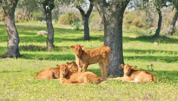Finca rústica de 200 ha en venta en Sevilla