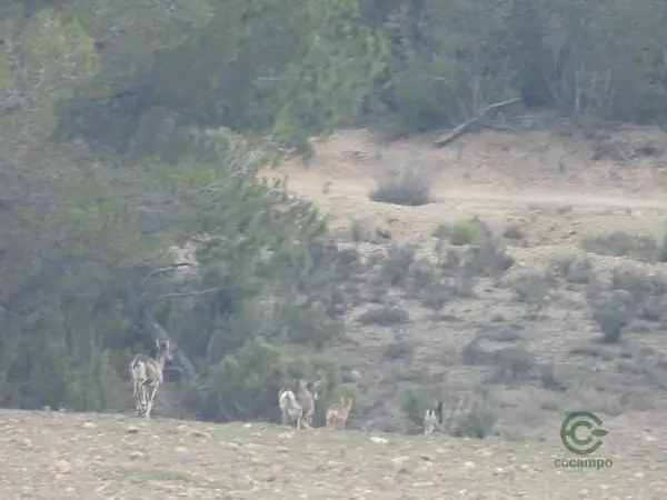 Finca rústica de 1900 ha en venta en Cuenca