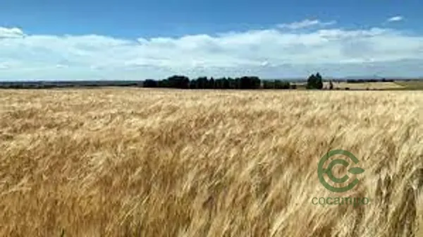 Finca agrícola de 7 ha en venta en Burgos