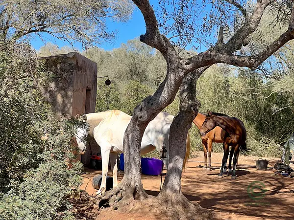 Finca rústica de 6,1021 ha en venta en Felanitx, Baleares