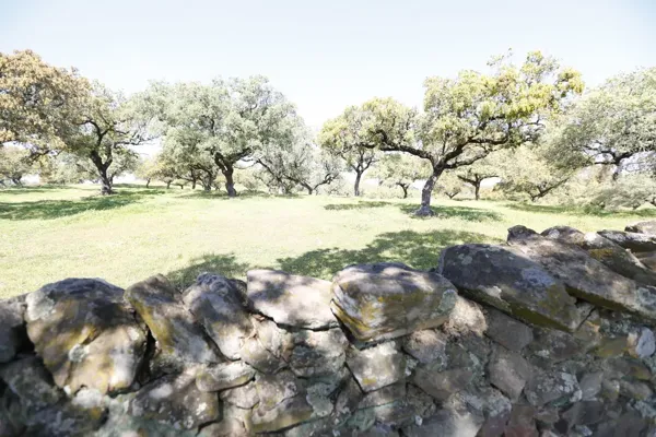 Finca rústica de 250 ha en venta en Huelva