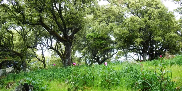 Finca rústica de 500 ha en venta en Madrid