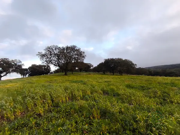 Finca rústica de 12,6 ha en venta en Badajoz