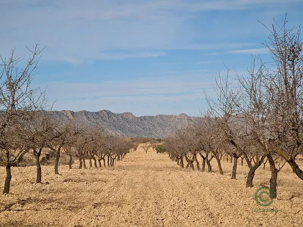 Finca agrícola de 0,9973 ha en venta en Yecla, Murcia