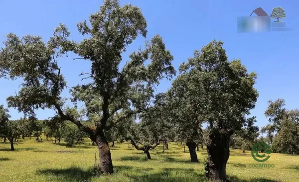 Finca rústica de 500 ha en venta en Badajoz