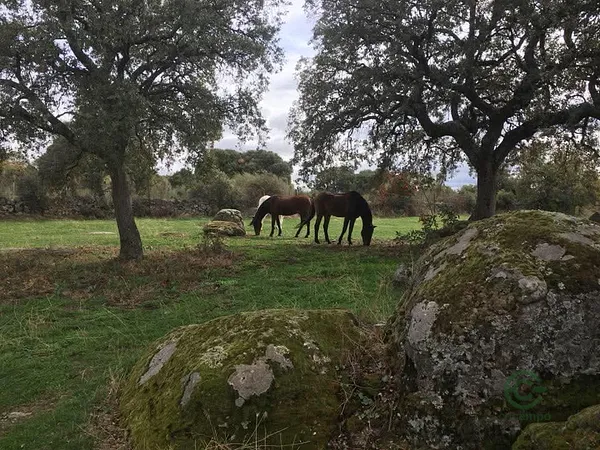 Finca rústica de 5,6 ha en venta en Madrid