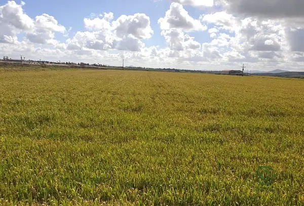 Finca agrícola de 400 ha en venta en Cáceres