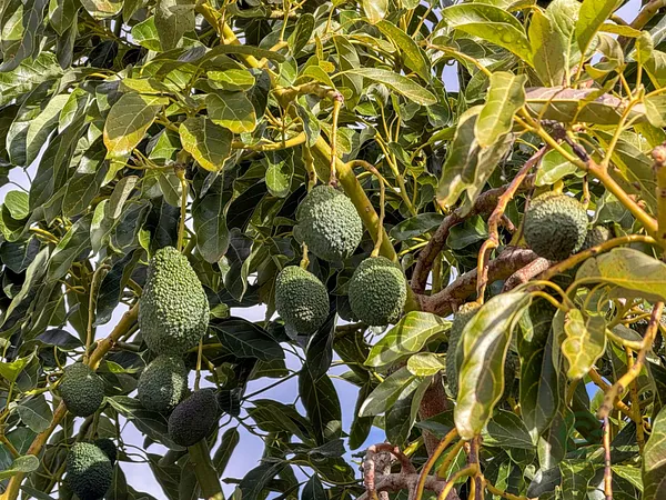 Finca agrícola de 0,5137 ha en venta en Los guajares, Granada