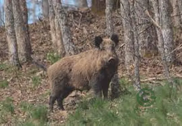 Finca rústica de 1050 ha en venta en Albacete