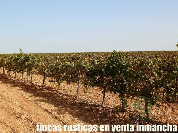 Finca agrícola de 115 ha en venta en Ciudad real