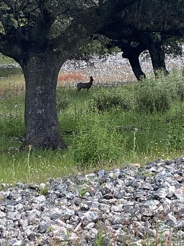 Finca rústica de 0,02 ha en venta en Cáceres