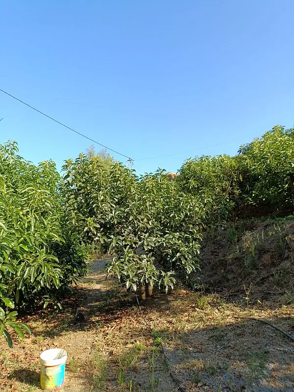 Finca agrícola de 0,7 ha en venta en Málaga