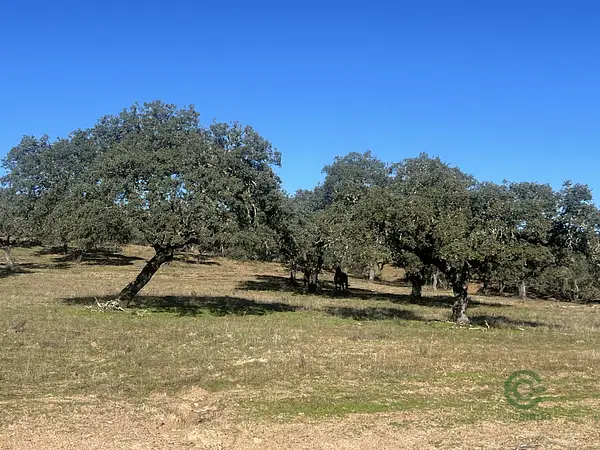 Finca rústica de 116 ha en venta en Huelva