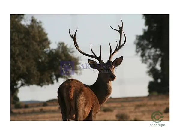 Finca rústica de 900 ha en venta en Cáceres
