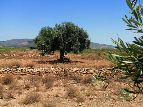 Finca rústica de 3,9777 ha en venta en Fuente alamo de murcia, Murcia