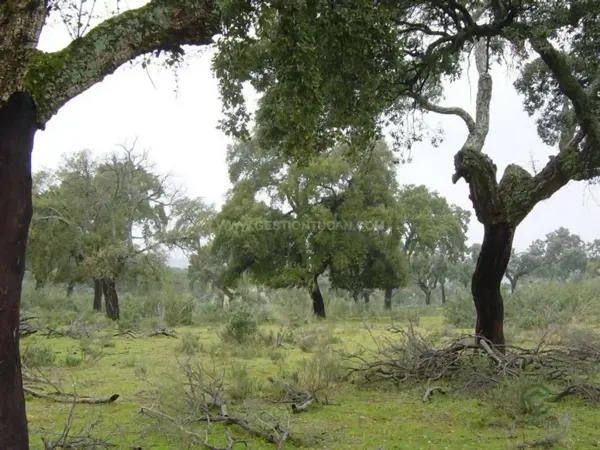 Finca rústica de 185 ha en venta en Serrejon, Caceres