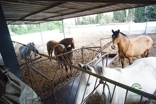 Finca rústica de 2,64 ha en venta en Cádiz
