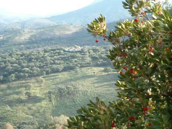Finca rústica de 700 ha en venta en Cáceres