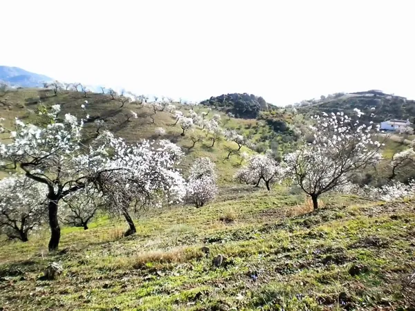 Finca rústica de 32 ha en venta en Málaga