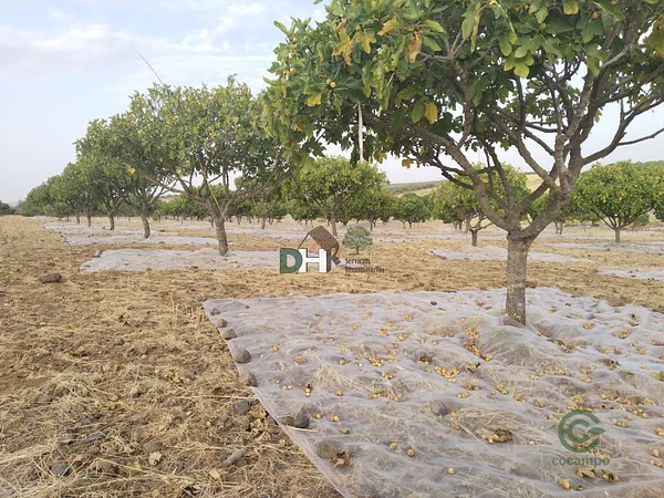 Finca rústica de 110 ha en venta en Badajoz