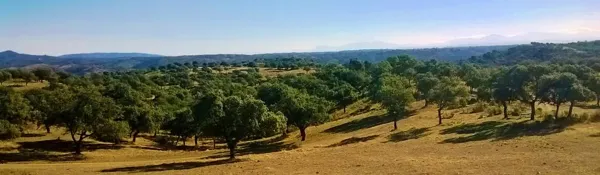 Finca rústica de 800 ha en venta en Córdoba