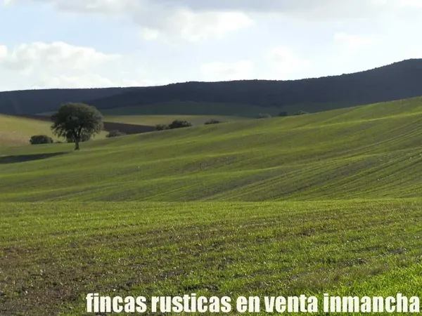 Finca agrícola de 50 ha en venta en Ciudad real