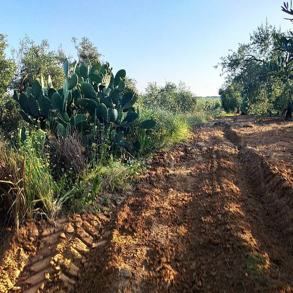 Finca agrícola de 0,54 ha en venta en Pilas, Sevilla