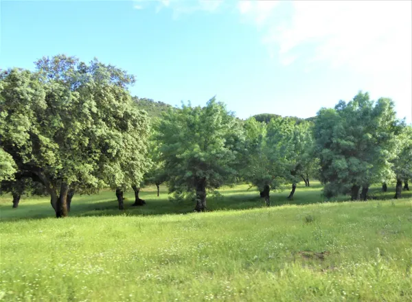 Finca rústica de 600 ha en venta en Madrid