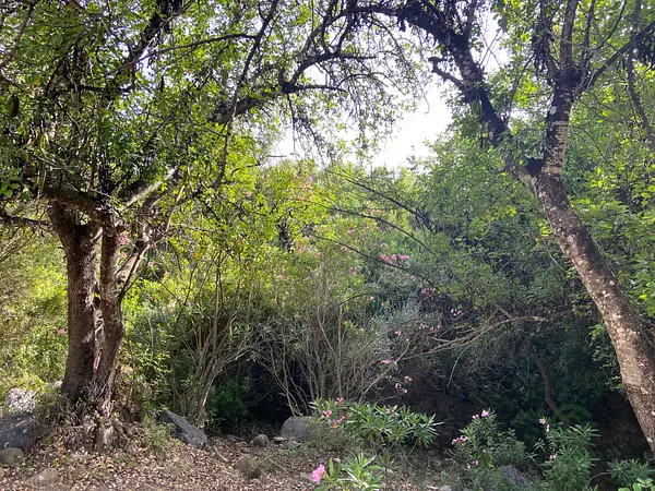 Finca rústica de 50 ha en venta en Cádiz