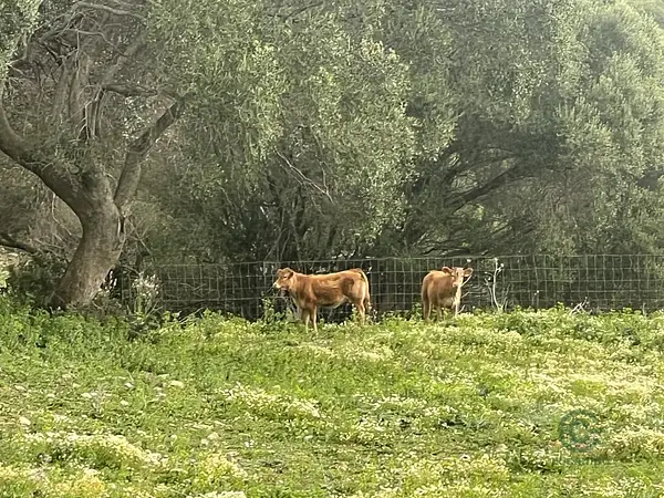 Finca rústica de 25 ha en venta en Cádiz