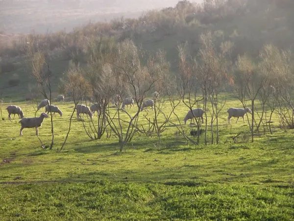 Finca rústica de 916 ha en venta en Ciudad real