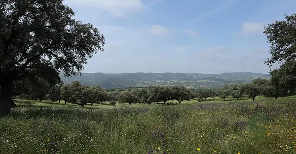 Finca rústica de 10 ha en venta en Córdoba