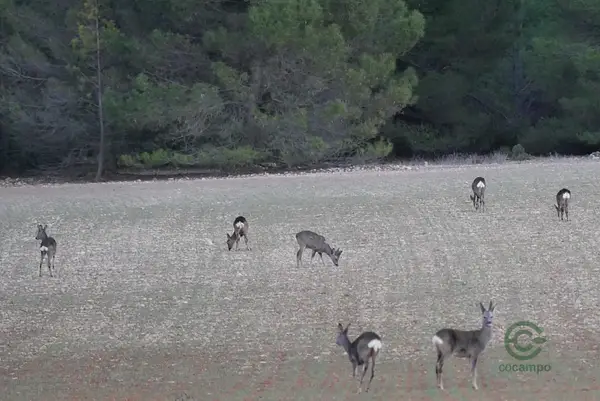 Finca rústica de 544 ha en venta en Cuenca