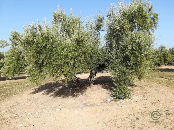 Finca agrícola de 30 ha en venta en Jaén