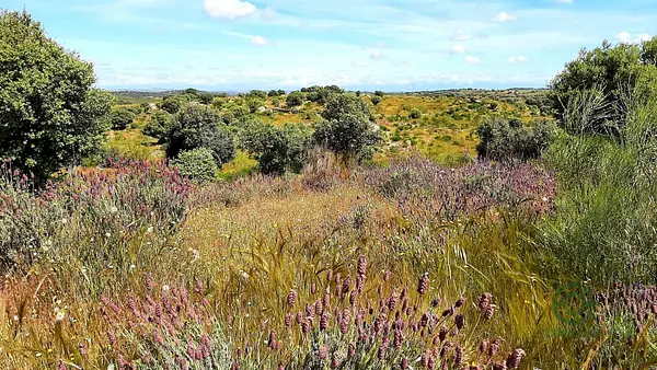 Finca rustica de 71,74 ha per a venda a Càceres