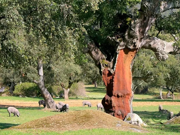 Finca rústica de 520 ha en venta en Mérida, Badajoz