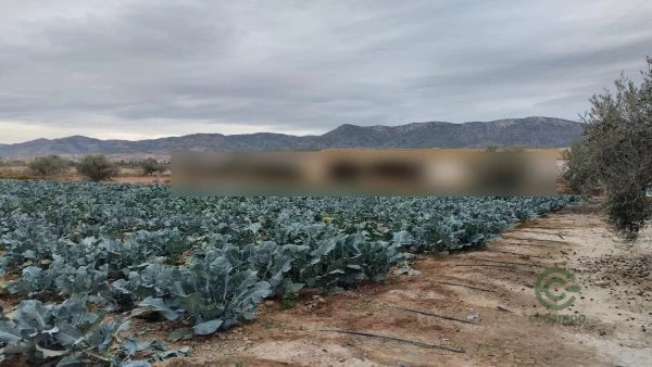 Terreno urbano de 0,5589 ha en venta en Lorca, Murcia
