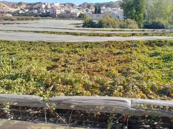 Finca rústica de 1,64 ha en venta en Almería