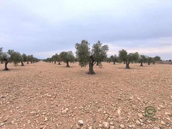 Finca agrícola de 2,4 ha en venta en Yecla, Murcia