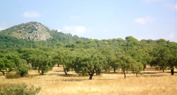 Finca rústica de 800 ha en venta en Córdoba