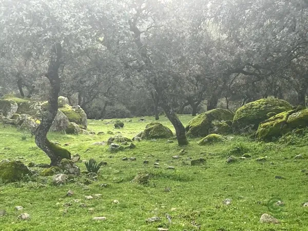 Finca rústica de 365 ha en venta en Jaén